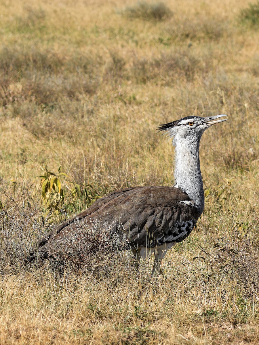 Kori Bustard - ML638122192