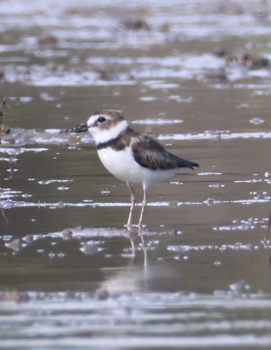 Collared Plover - ML638122200