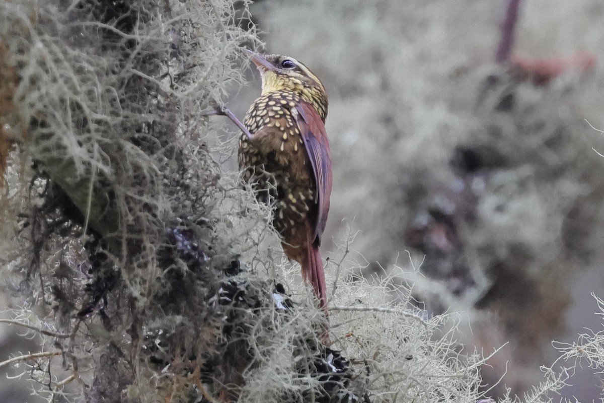 Pearled Treerunner - ML638122216