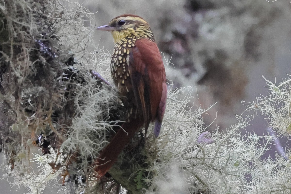 Pearled Treerunner - ML638122217