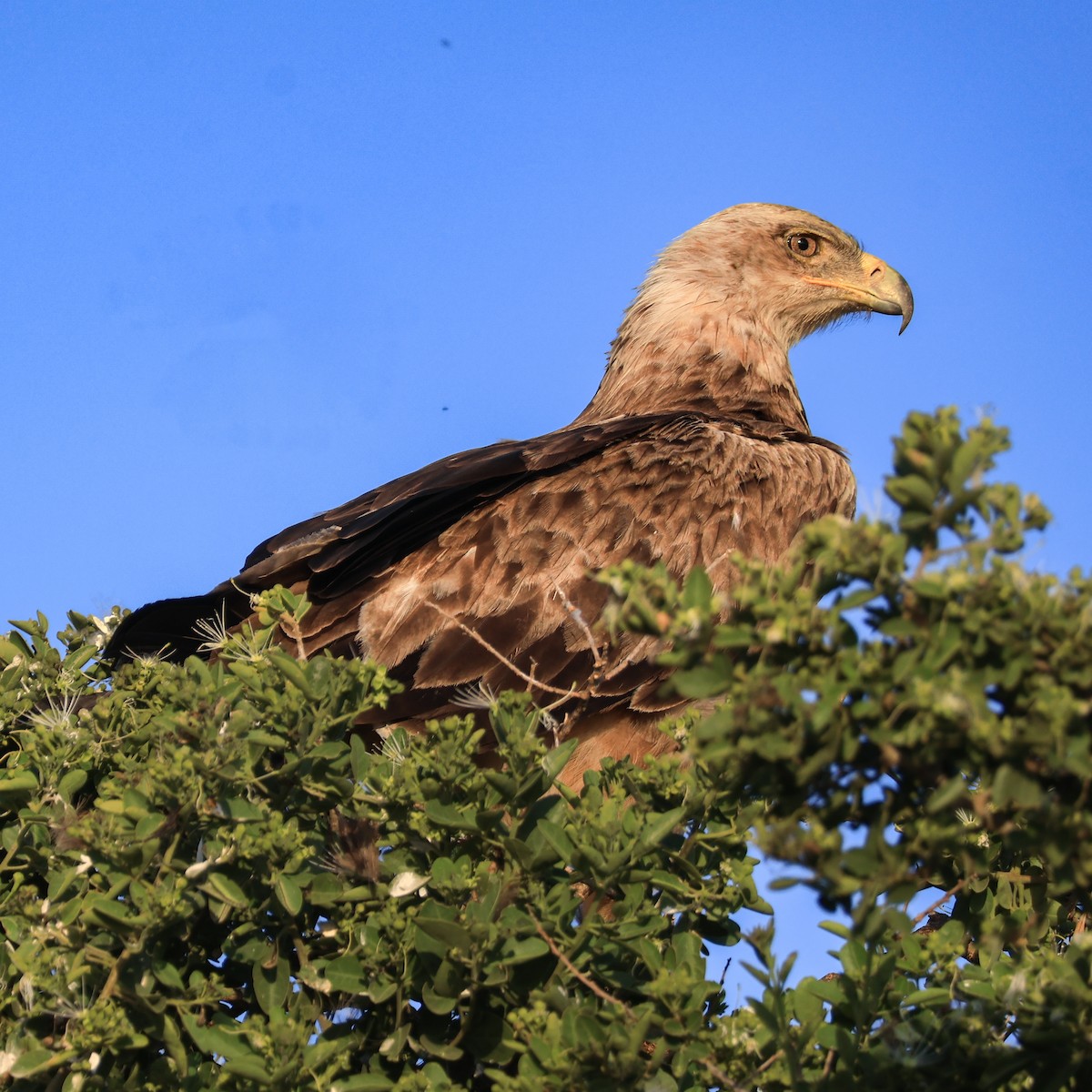 Tawny Eagle - ML638122224