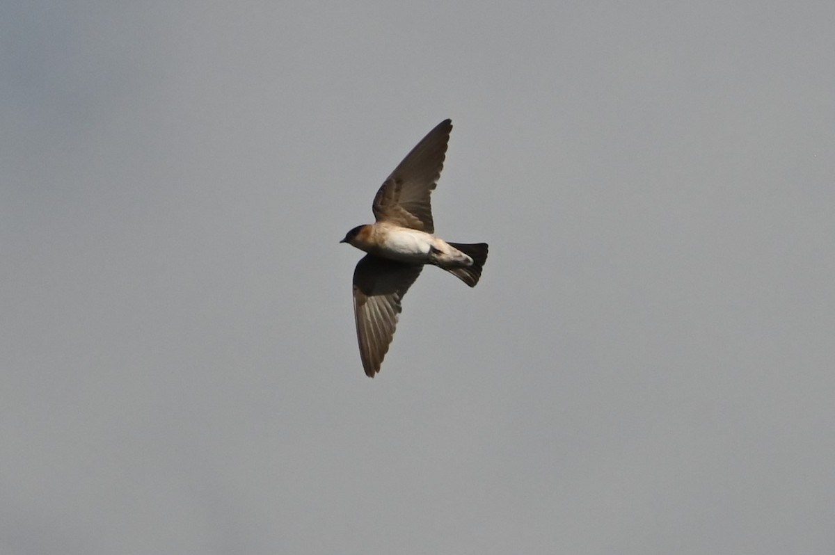 Cave Swallow - ML638122233