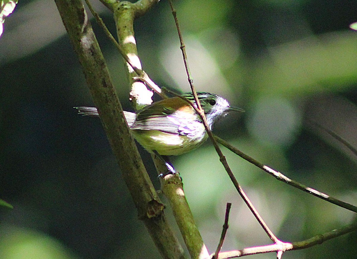 Streak-capped Antwren - ML638122254