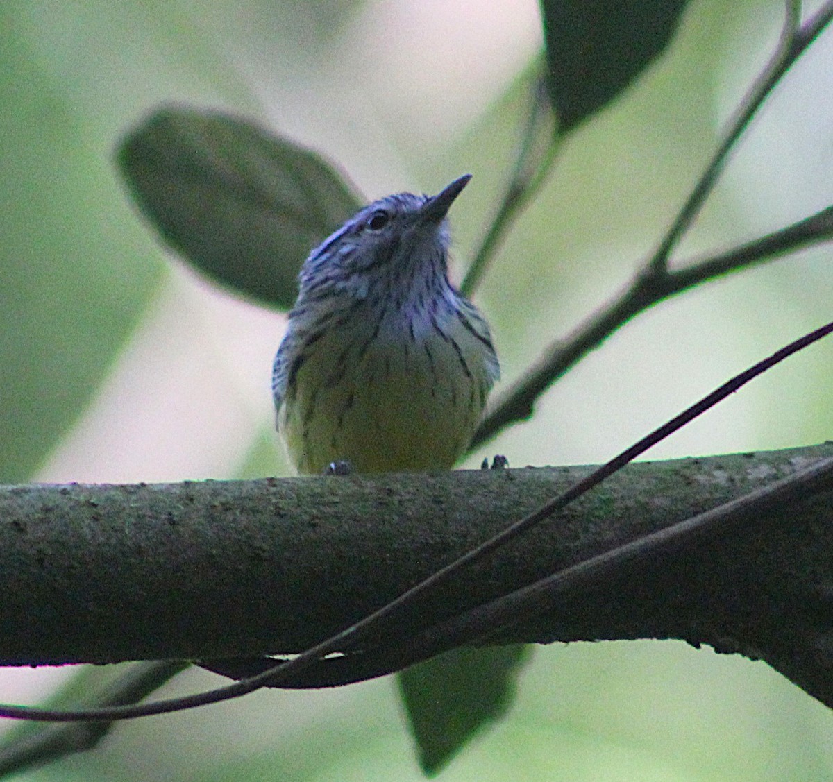 Streak-capped Antwren - ML638122255