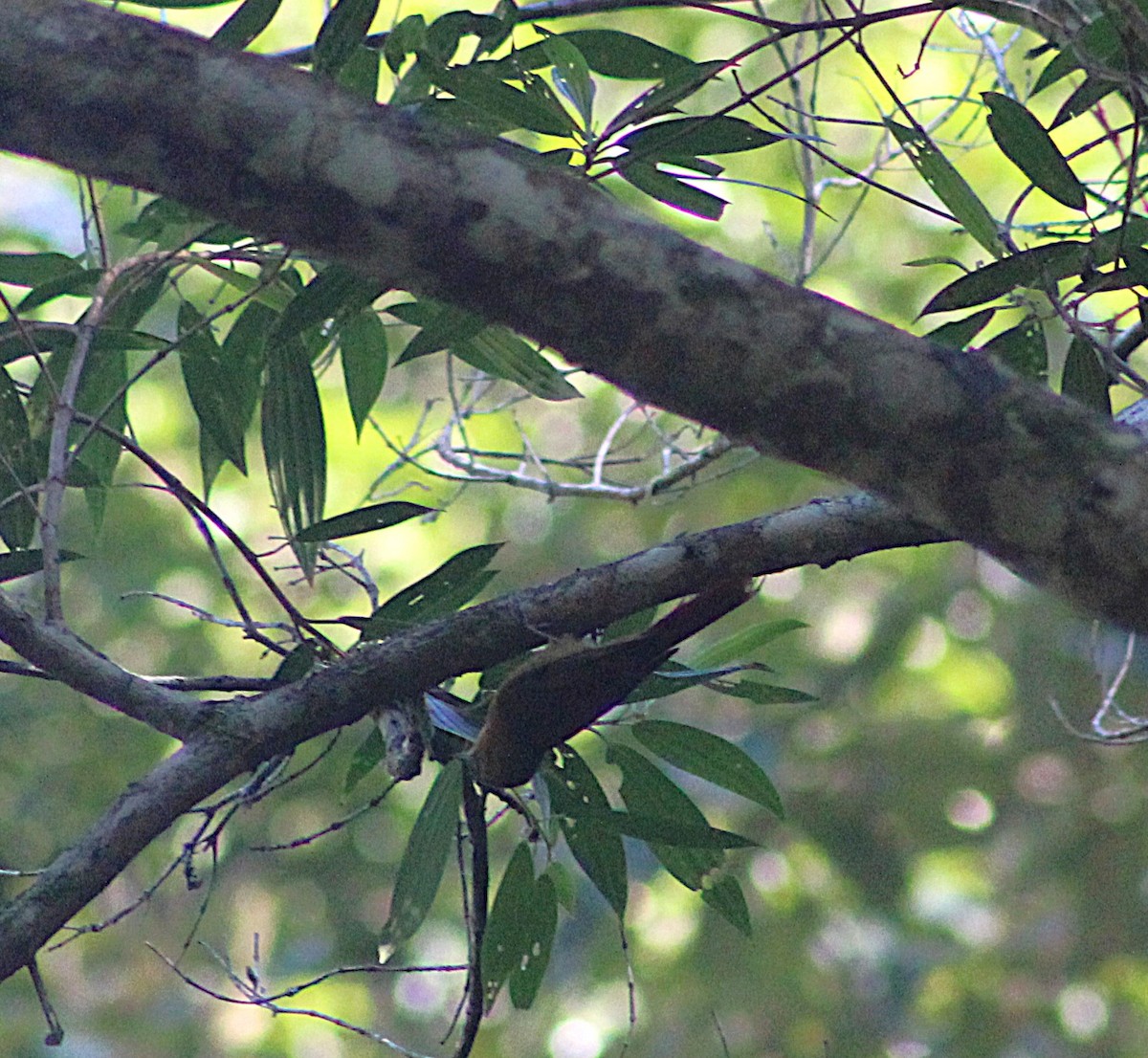 Olivaceous Woodcreeper - ML638122259