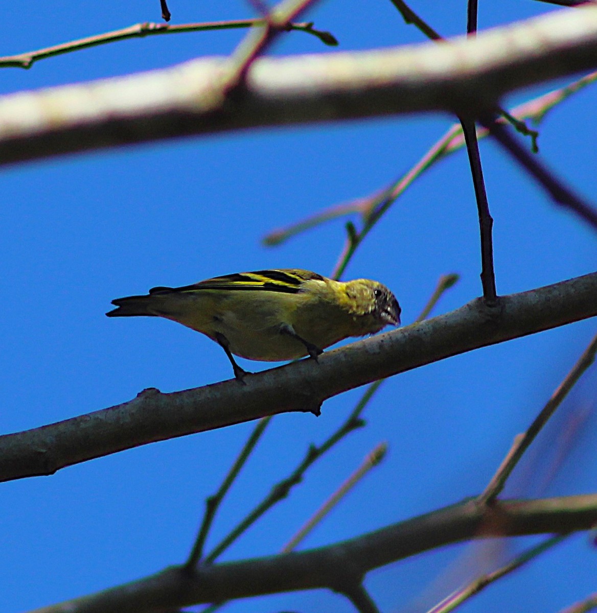 Hooded Siskin - ML638122272