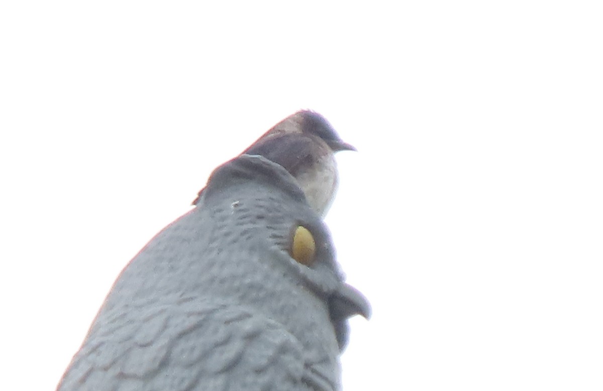 Purple Martin - ML638122296