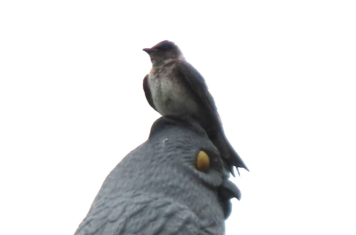 Purple Martin - ML638122297