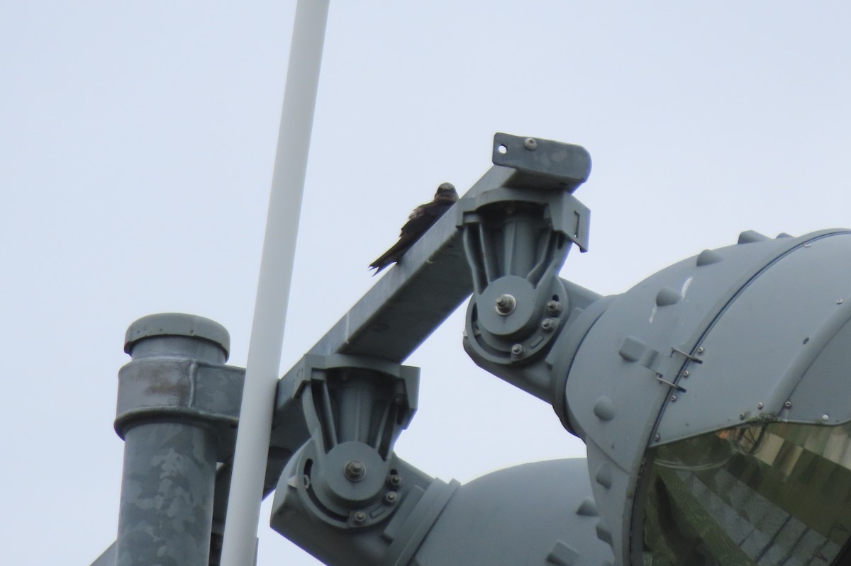 Purple Martin - ML638122298