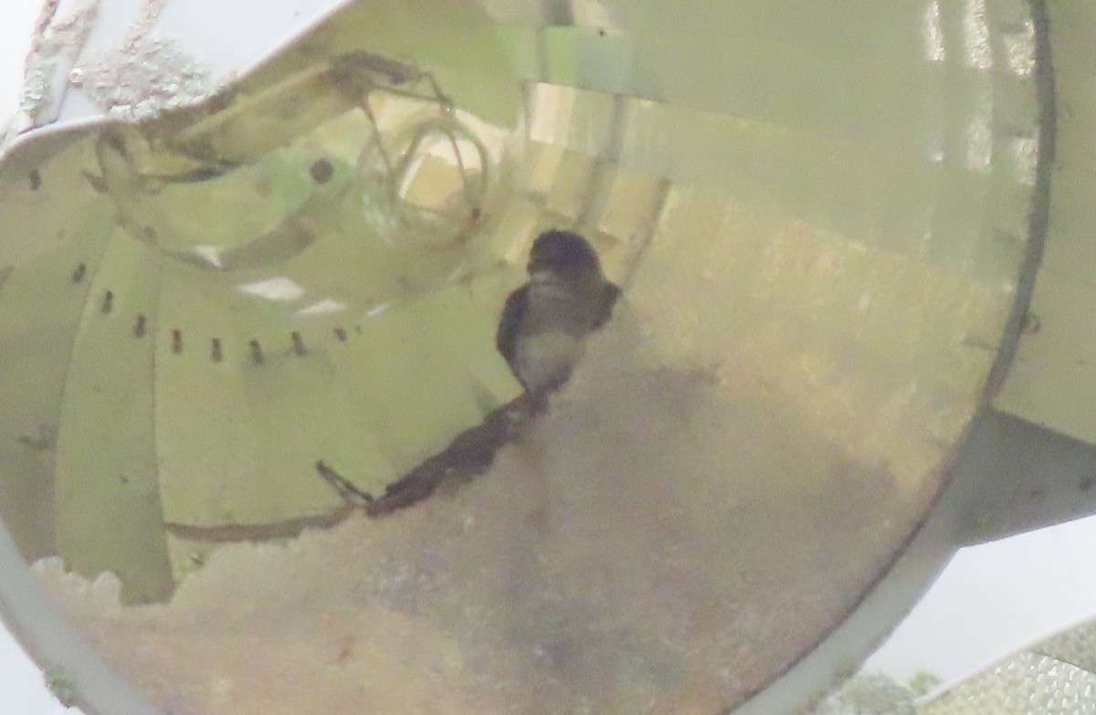 Purple Martin - ML638122299