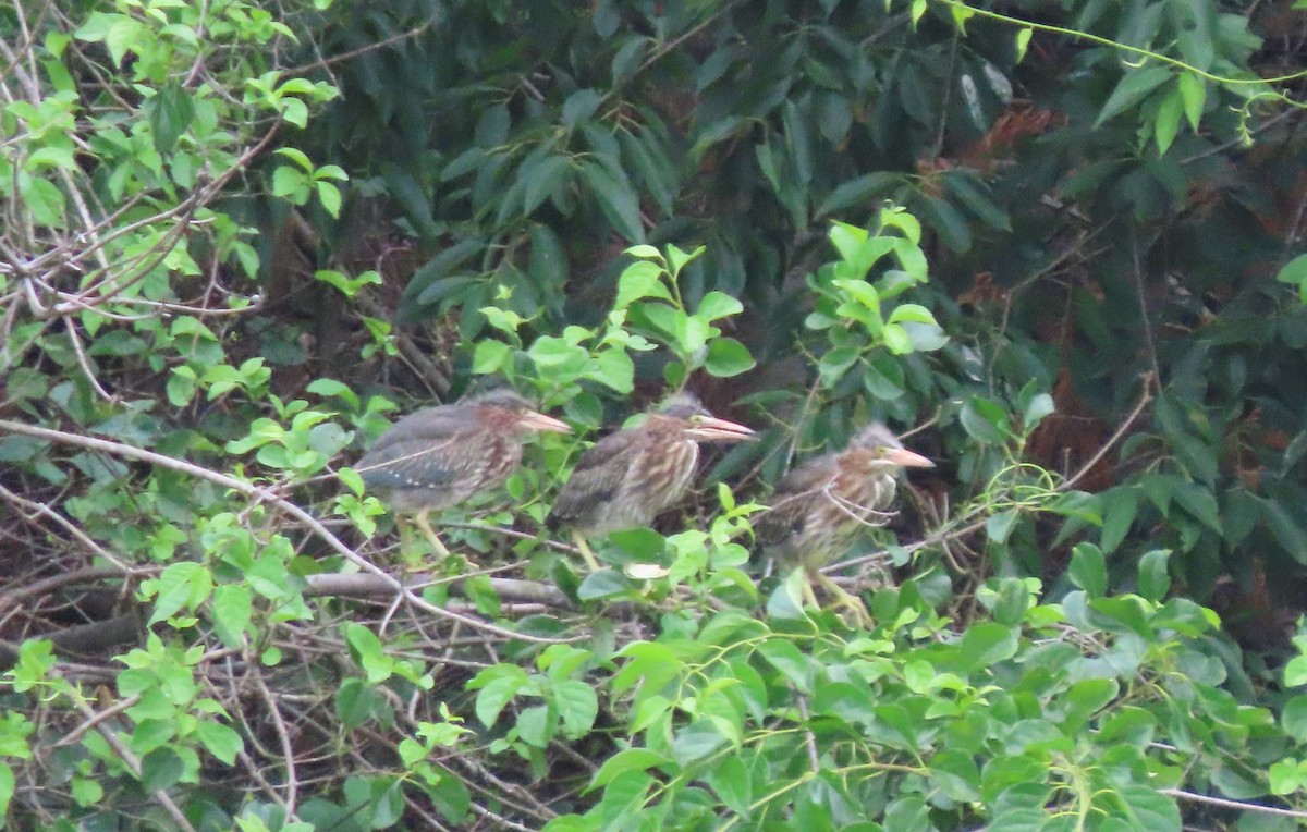 Green Heron - ML638122316
