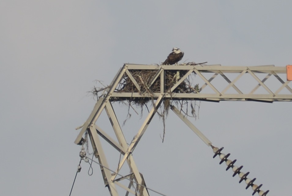 Osprey - ML638122324