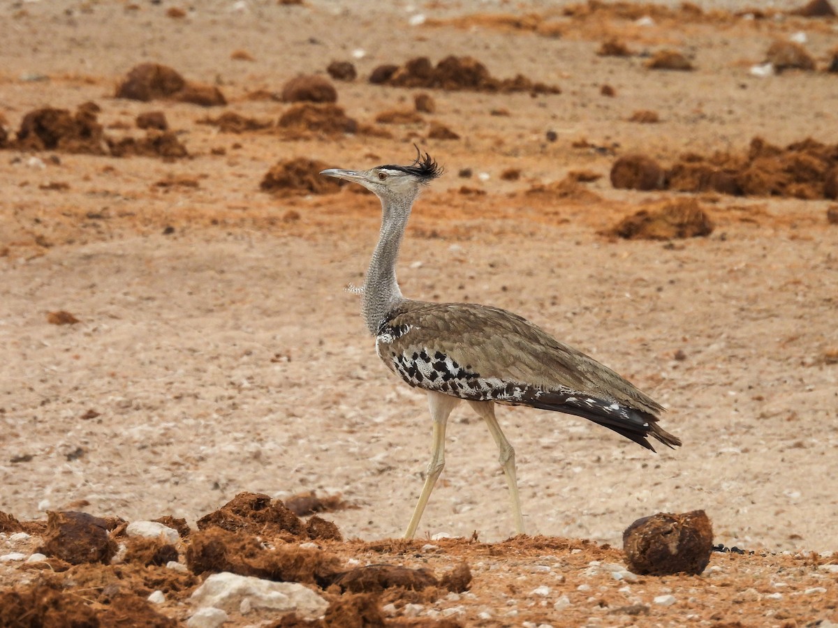 Kori Bustard - ML638122365