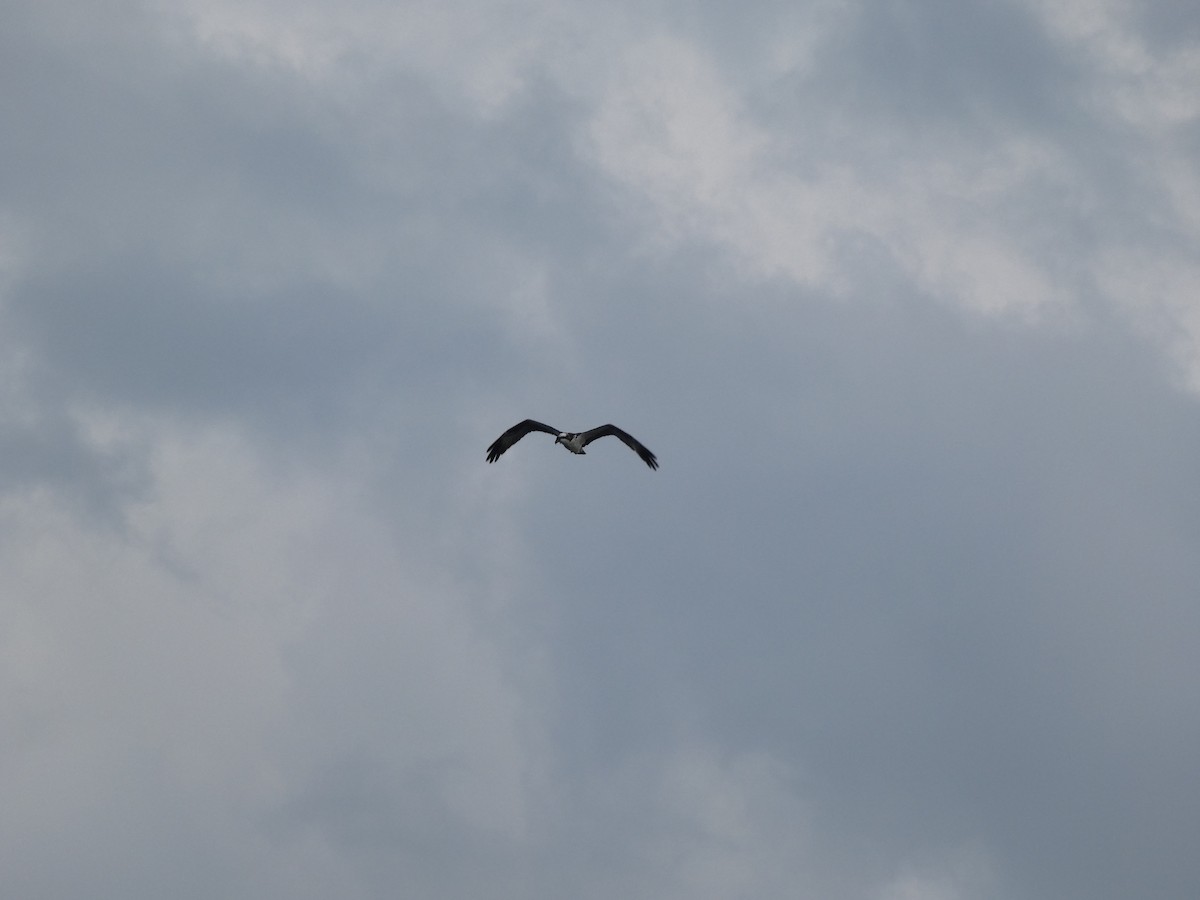 Osprey - ML638122373