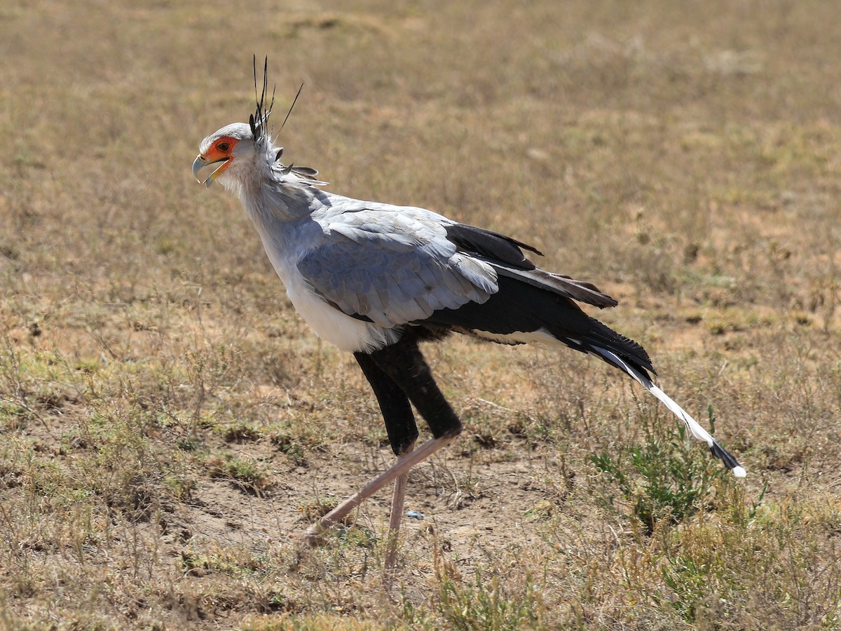 Secretarybird - ML638122401