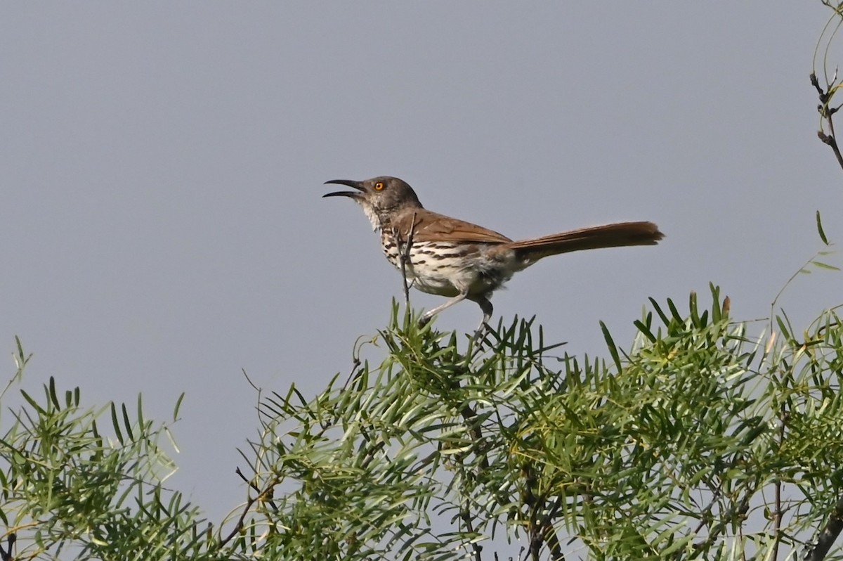 Long-billed Thrasher - ML638122480