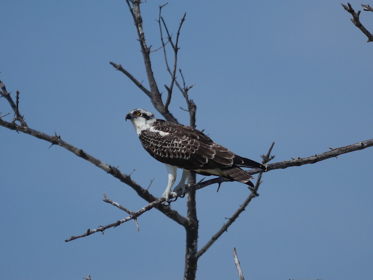 Osprey - ML638122488