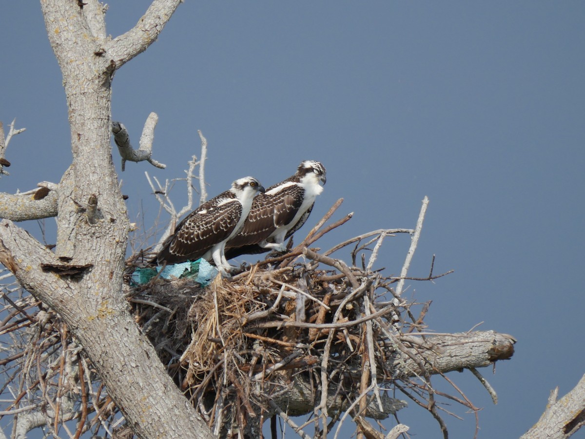 Osprey - ML638122489