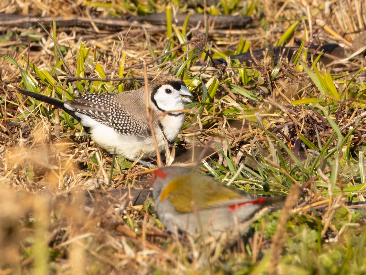 Double-barred Finch - ML638122557