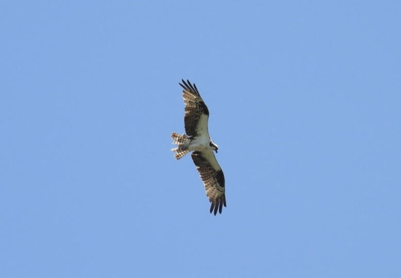 Osprey - ML638122605