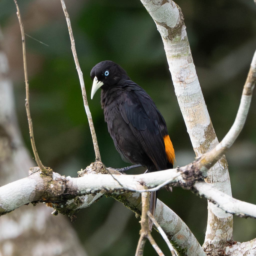 Scarlet-rumped Cacique - ML638122624