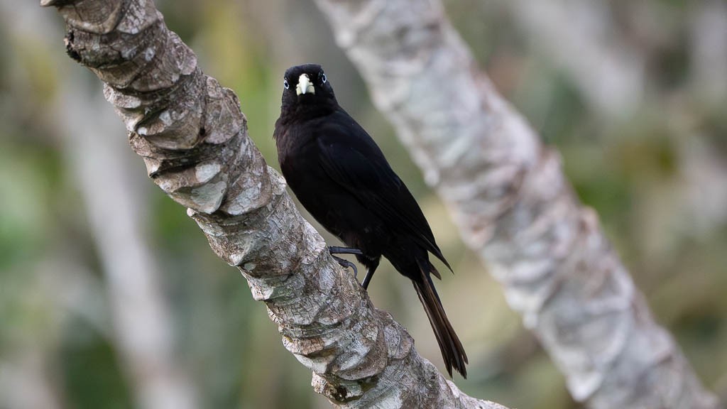 Scarlet-rumped Cacique - ML638122625