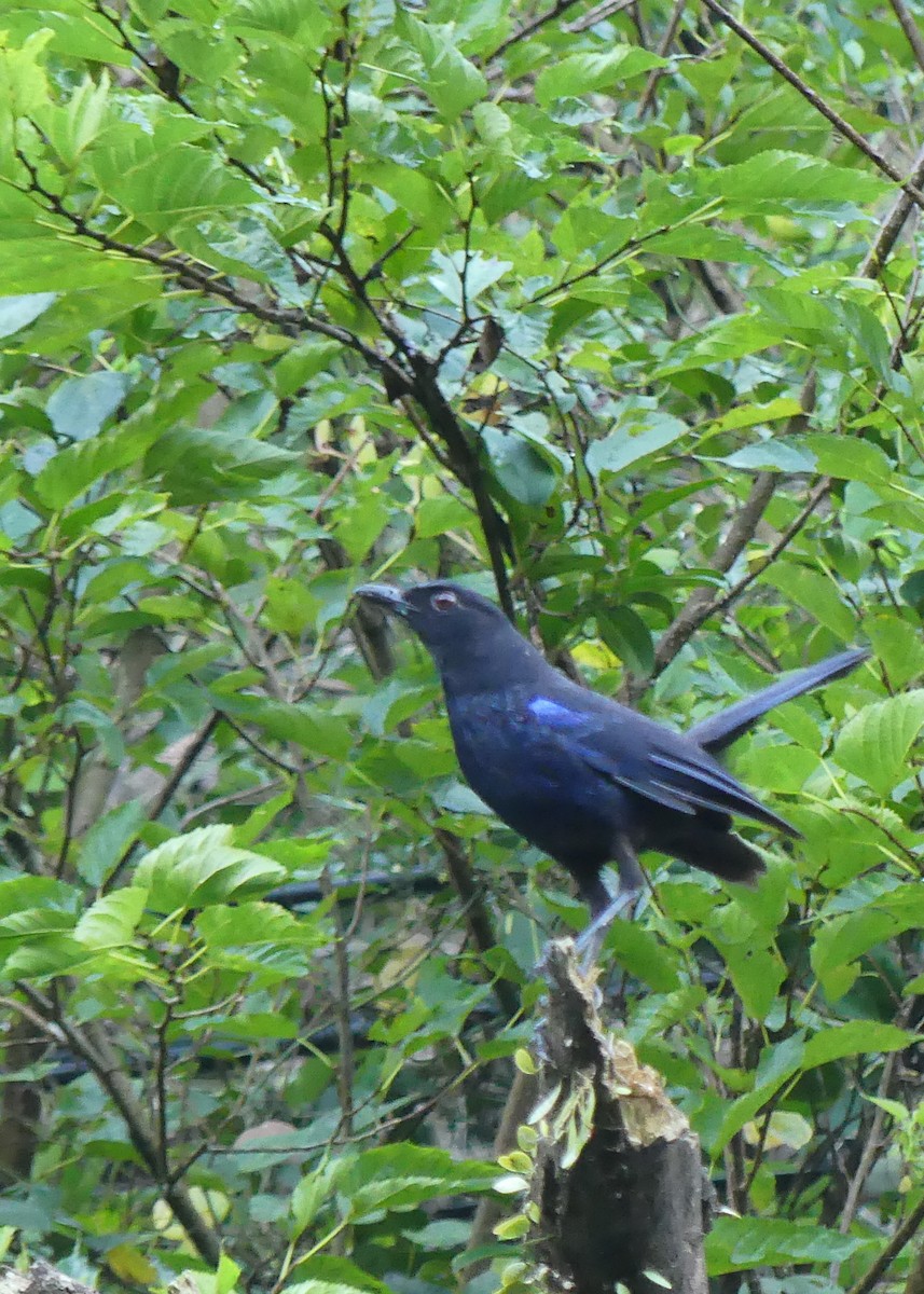 Taiwan Whistling-Thrush - ML638122681