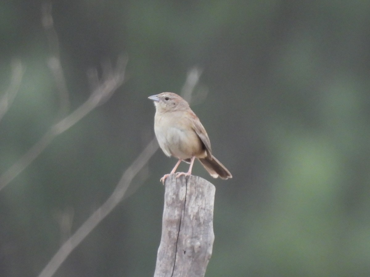 Botteri's Sparrow - ML638122682