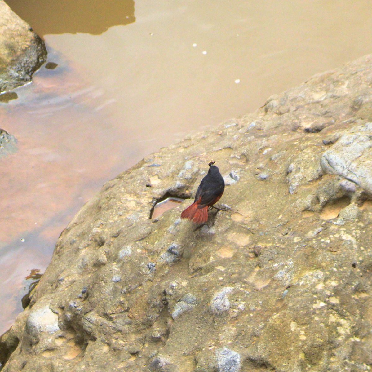 Luzon Redstart - ML638122684