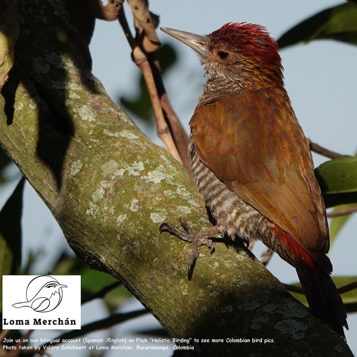 Red-rumped Woodpecker - ML638122726