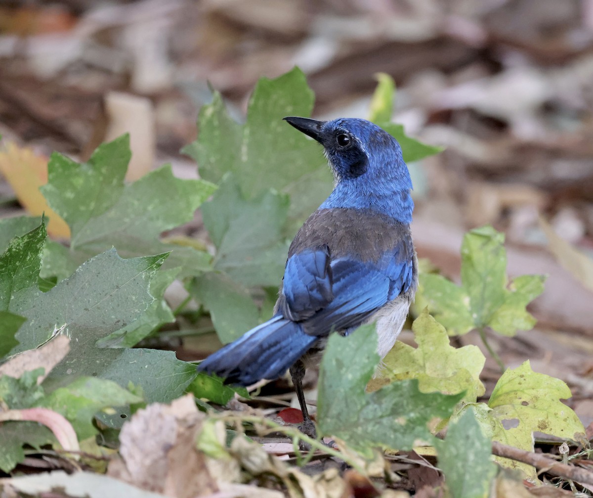 Island Scrub-Jay - ML638122731