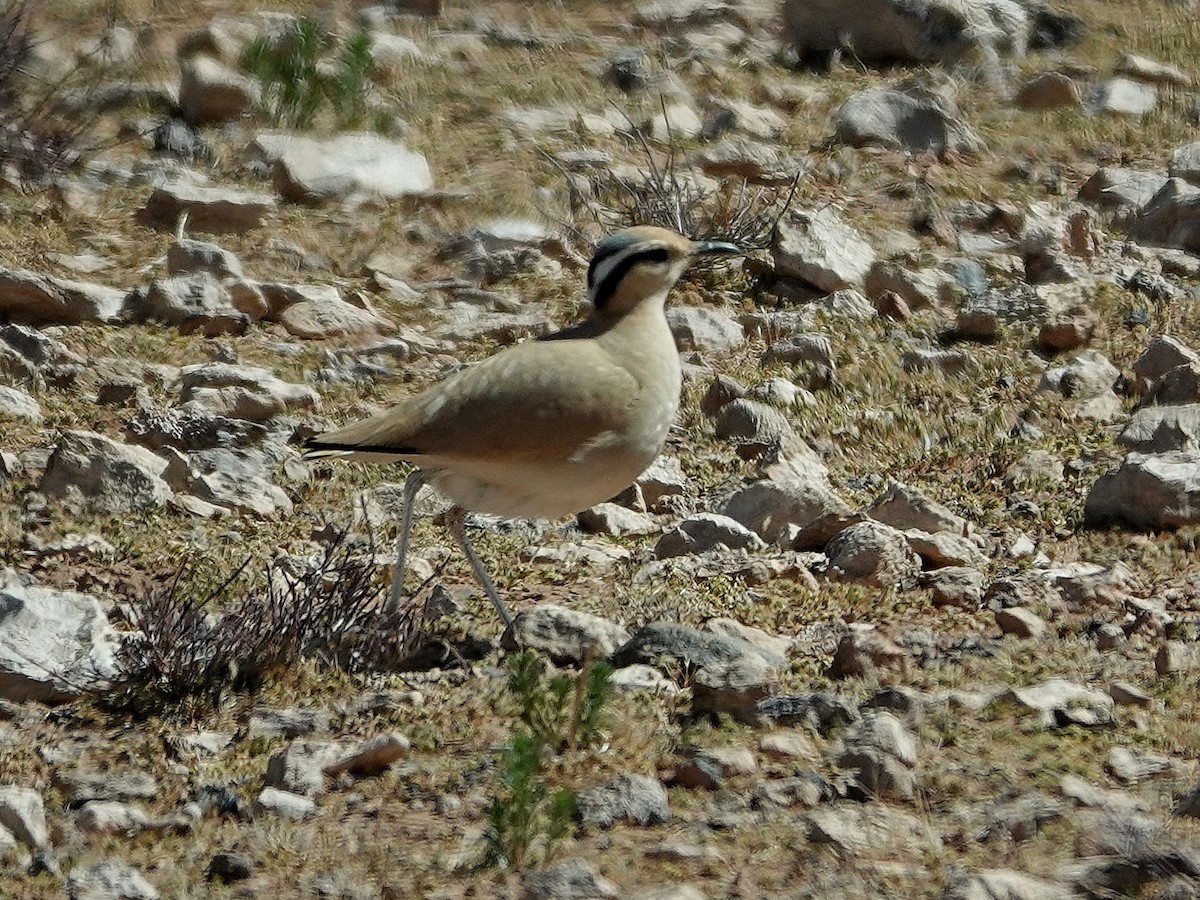 Çölkoşarı - ML638122769