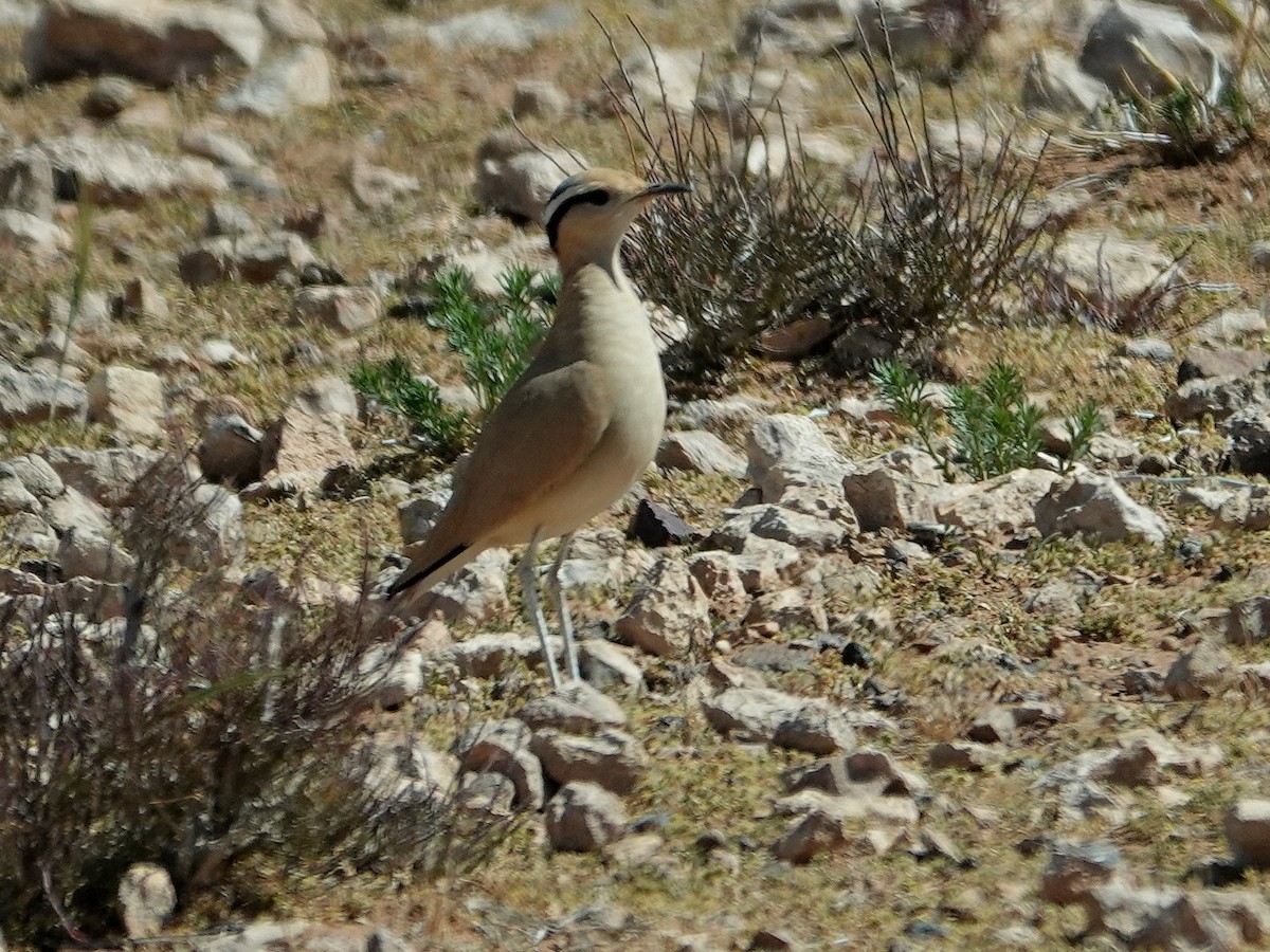 Çölkoşarı - ML638122770