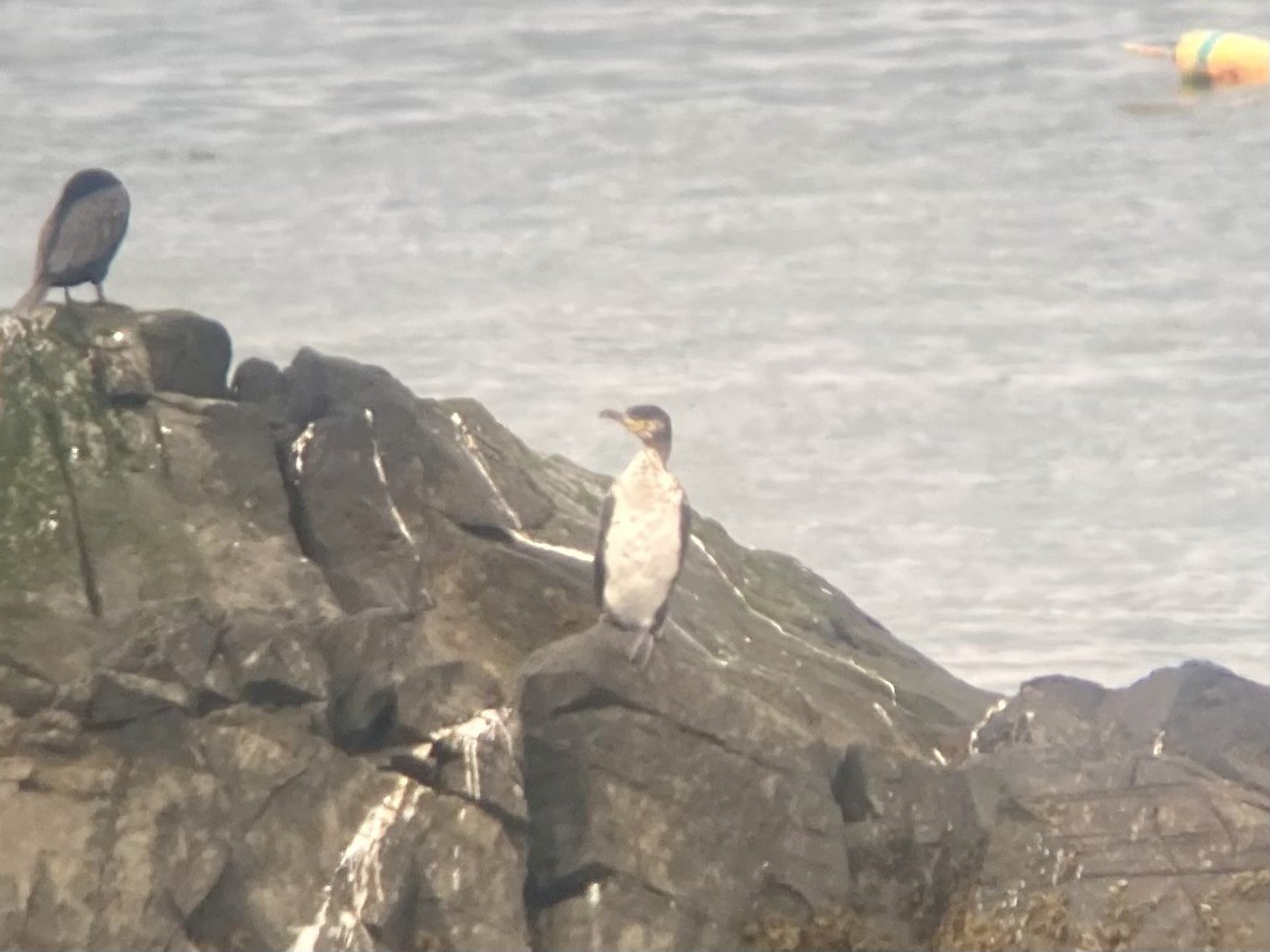 Great Cormorant - ML638122776