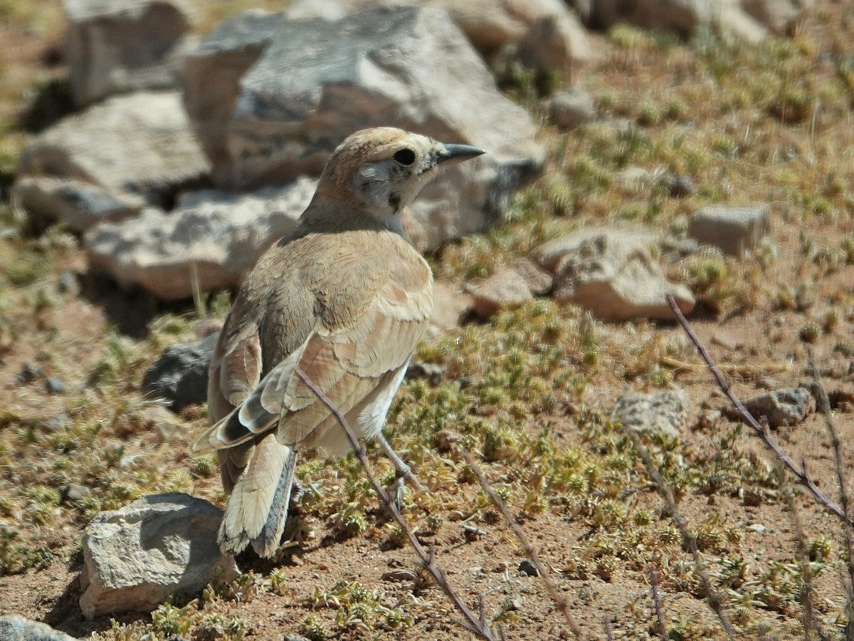 Temminck's Lark - ML638122800