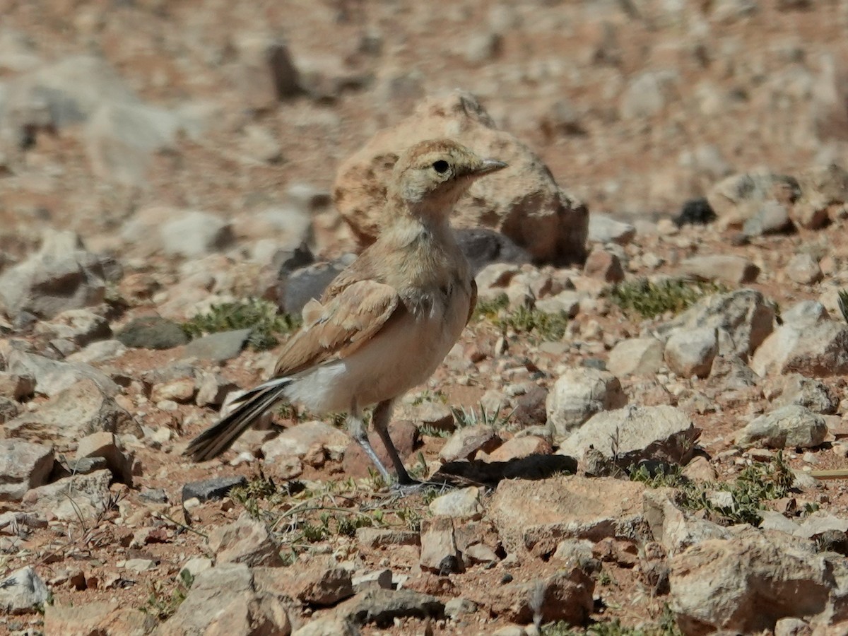 Temminck's Lark - ML638122859