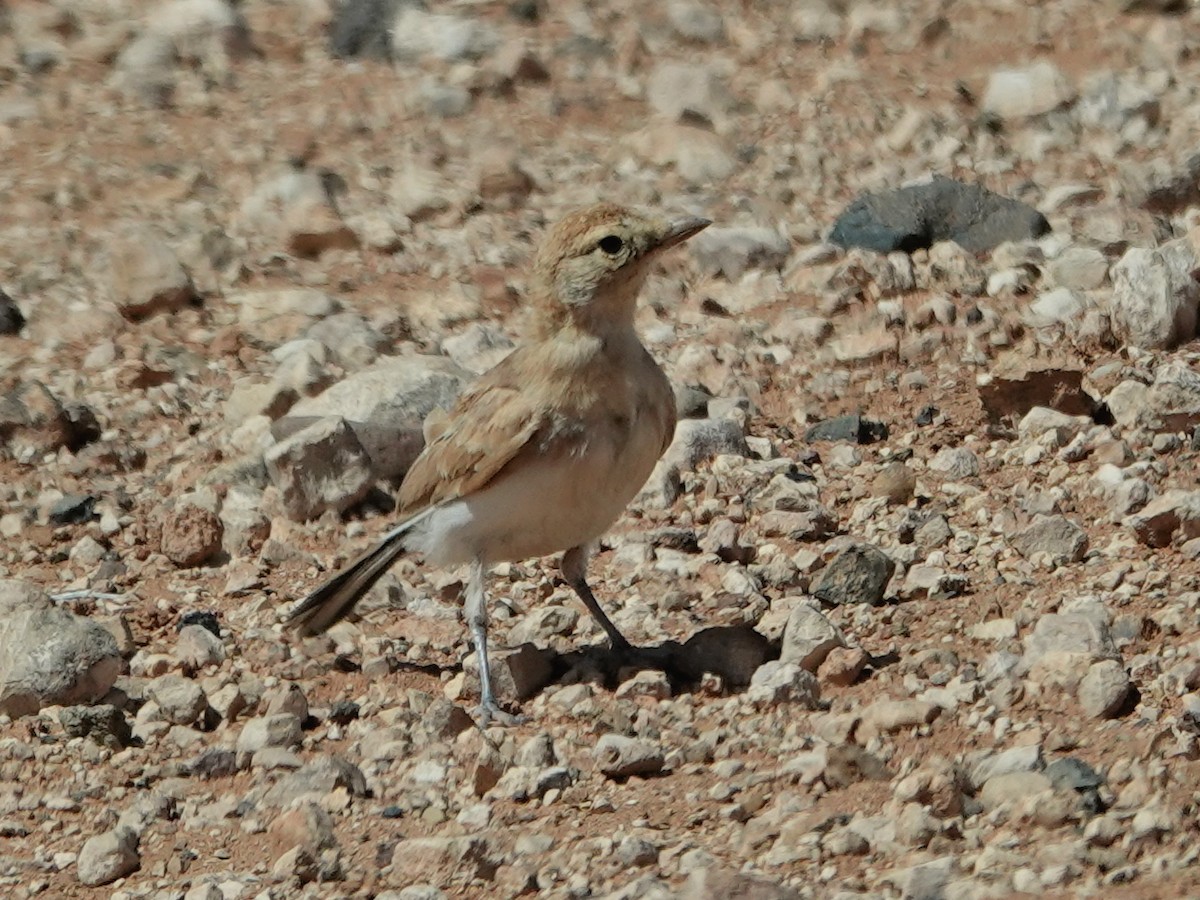 Temminck's Lark - ML638122862