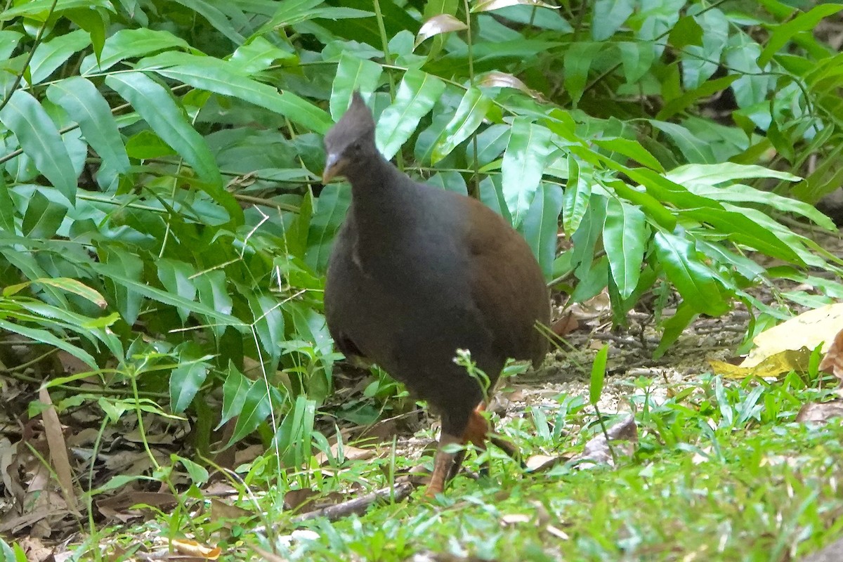 Orange-footed Megapode - ML638122880