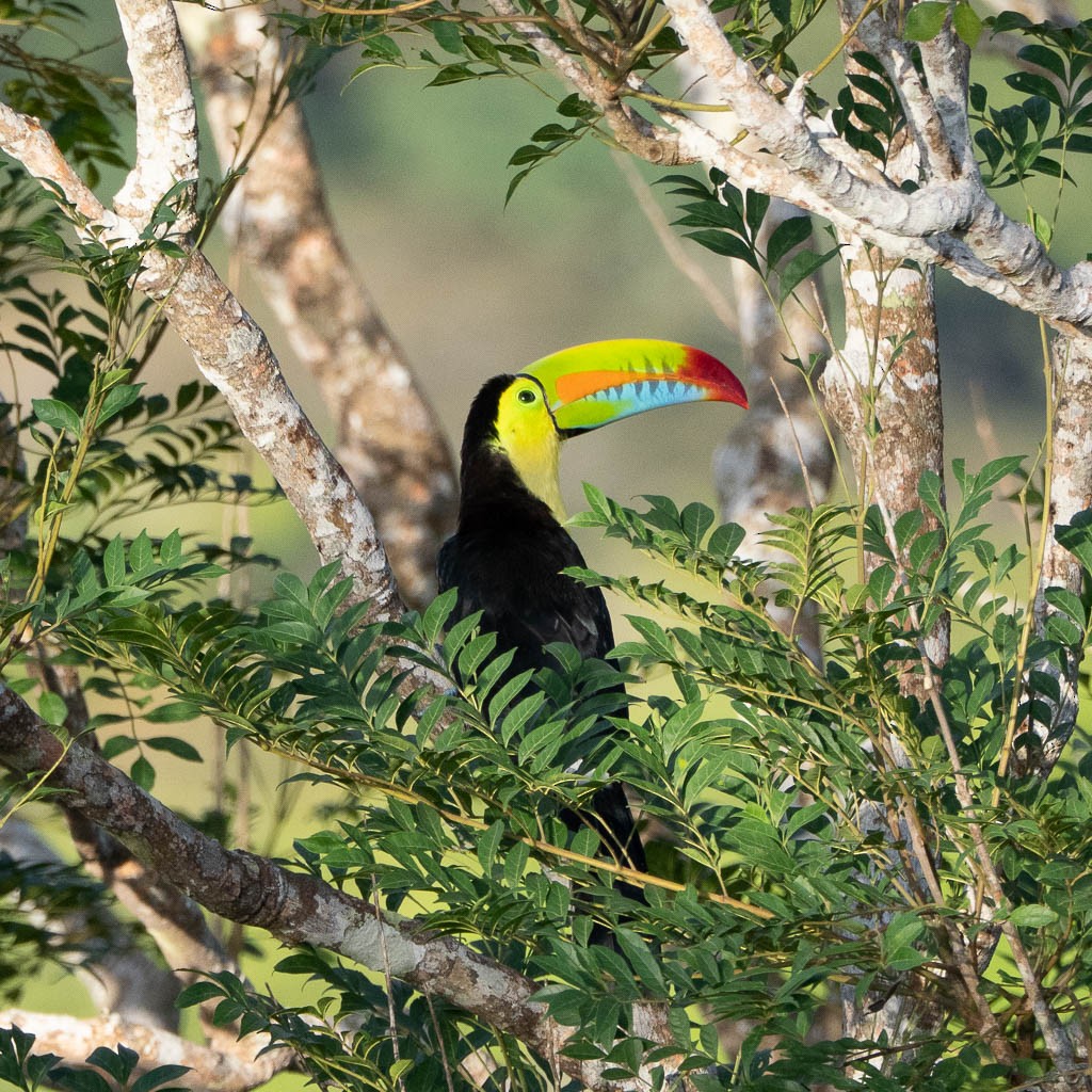Keel-billed Toucan - ML638122892