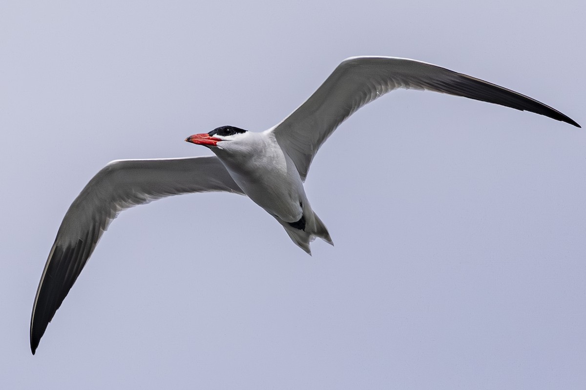 Caspian Tern - ML638122912
