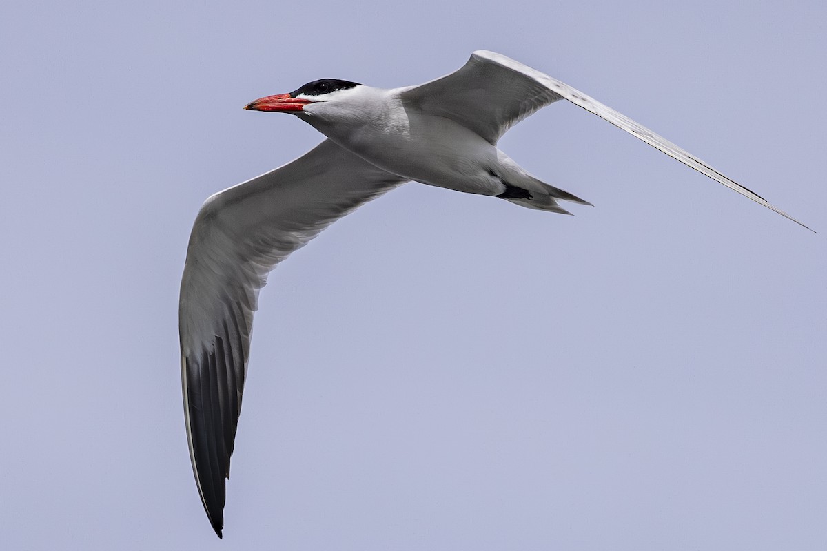 Caspian Tern - ML638122916