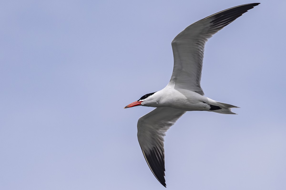Caspian Tern - ML638122920