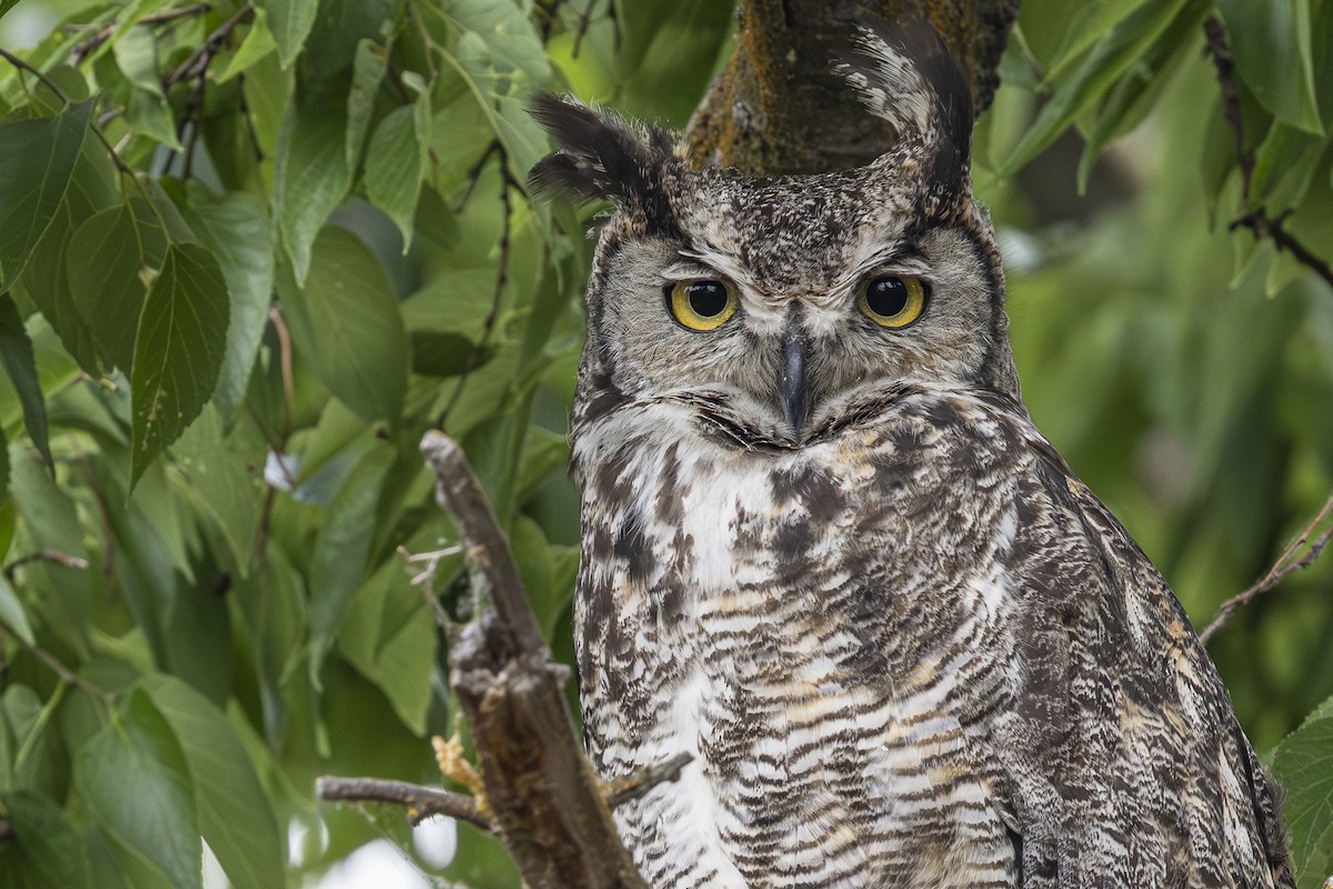 Great Horned Owl - ML638122940