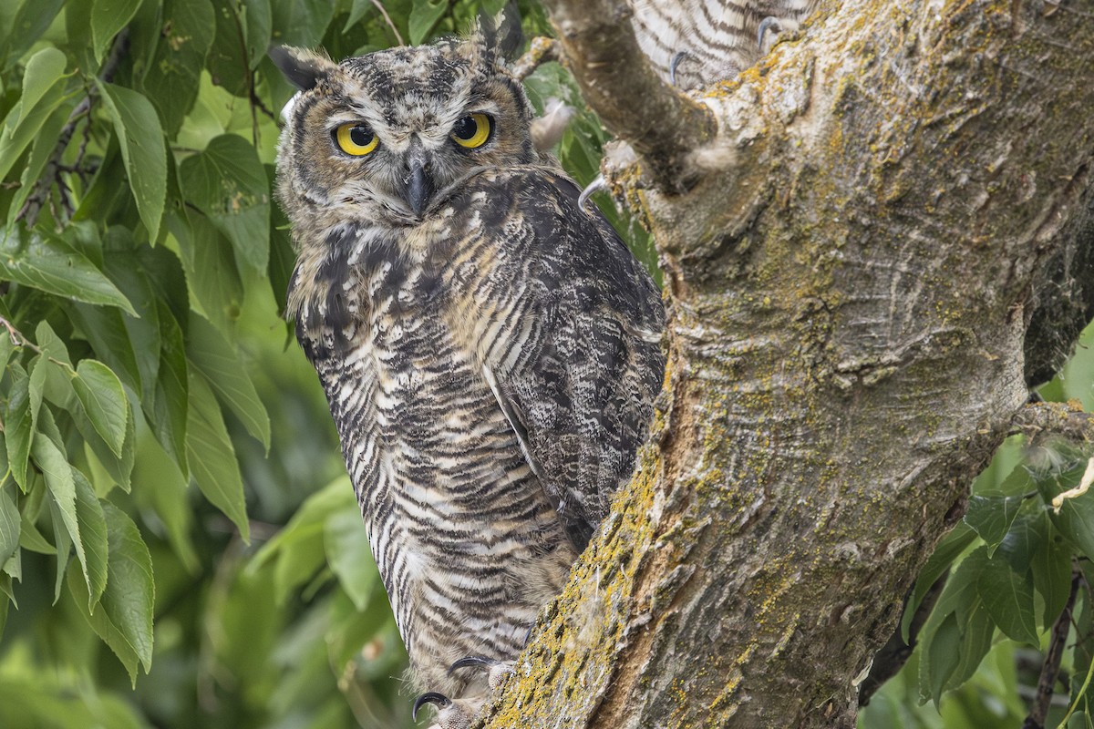 Great Horned Owl - ML638122943