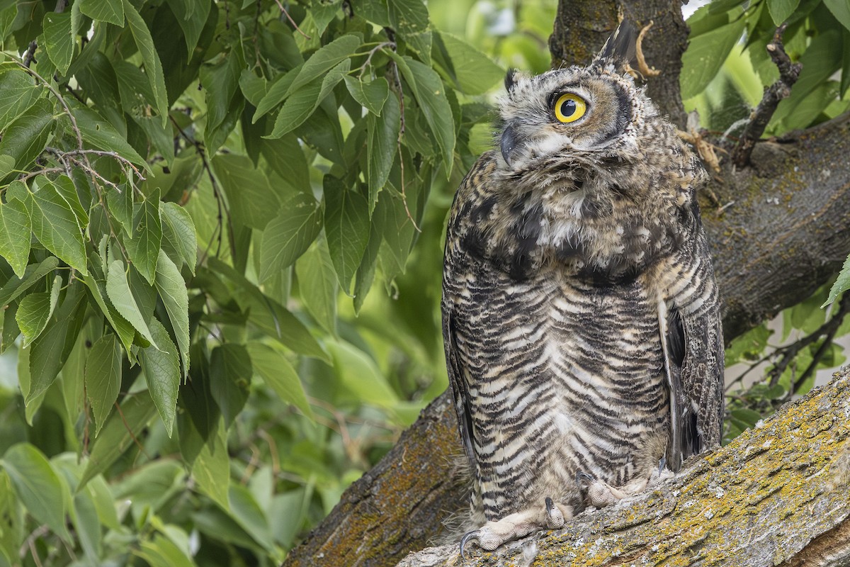 Great Horned Owl - ML638122955