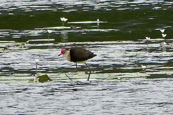 ostnák lotosový - ML638122963
