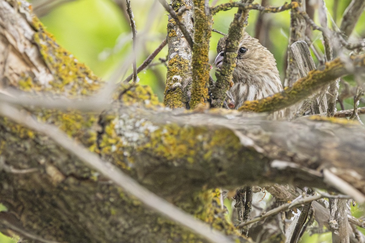 House Finch - ML638122964