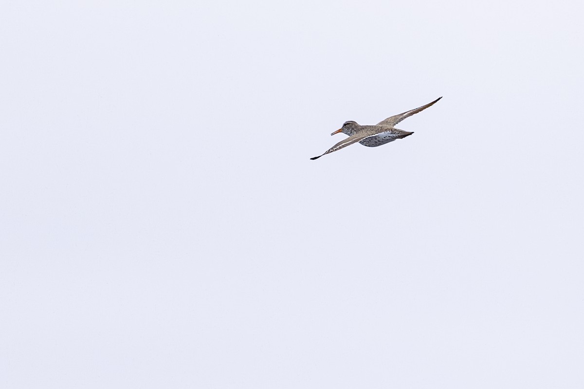Spotted Sandpiper - ML638122967