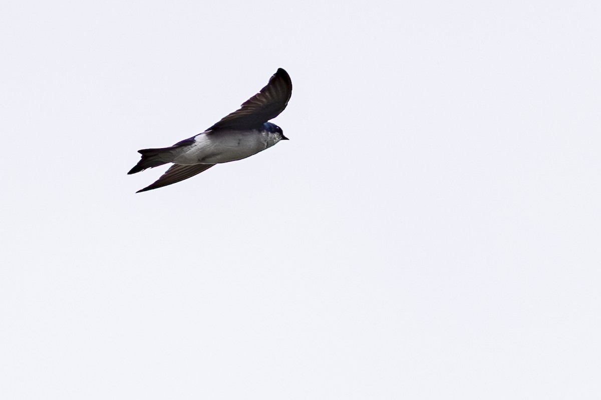 Tree Swallow - ML638122979
