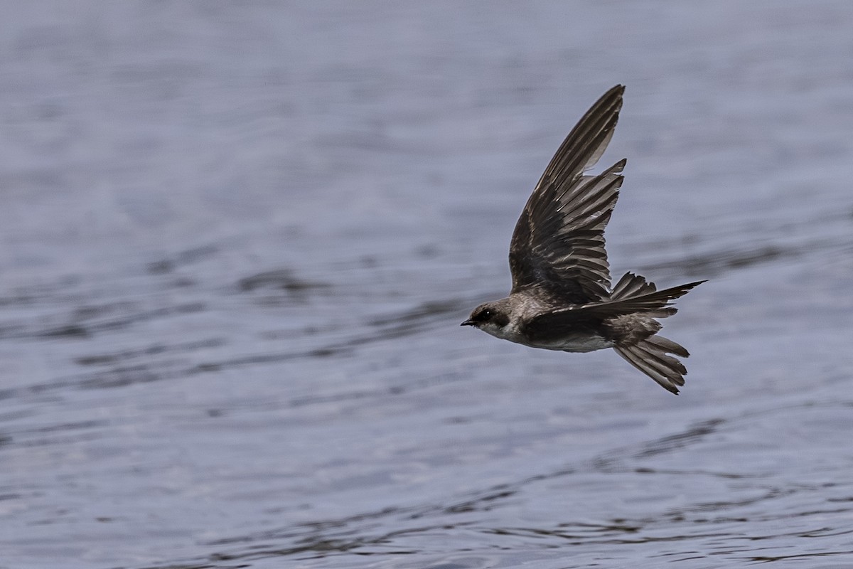 Tree Swallow - ML638122980